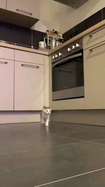 Baby kittens, what is going on