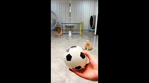 cats playing football