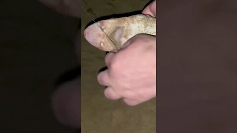 Caught A Baby Shark
