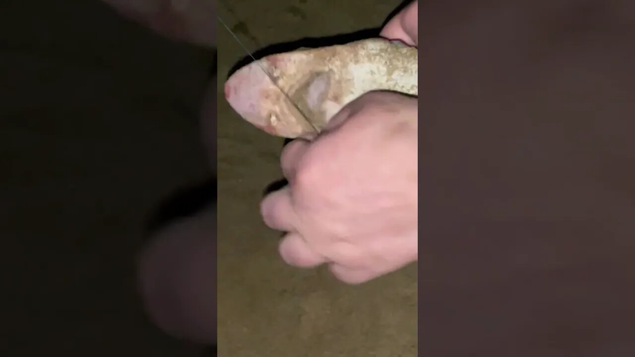 Caught A Baby Shark