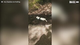 Un golden retriever en pleine extase dans une mare de boue