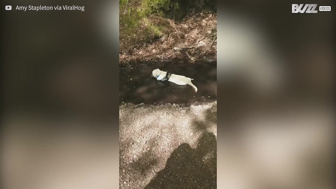 Un golden retriever en pleine extase dans une mare de boue