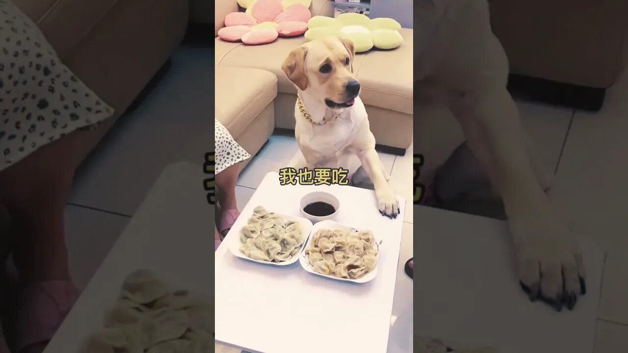 Cute dog 🐶 wants his momos with soy sauce !! #justforlaugh #likeandshare #funnyvideo #puppylove