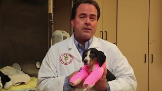 OSU vets correct puppy's upside-down paws