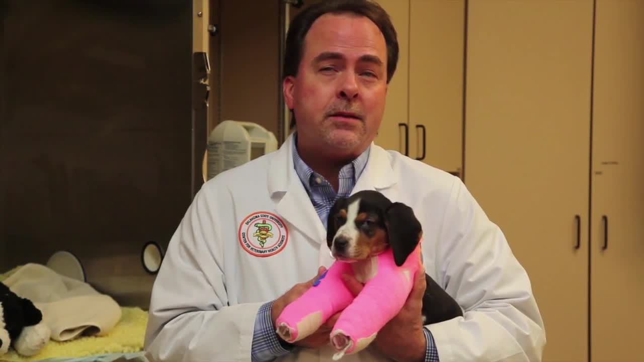 OSU vets correct puppy's upside-down paws