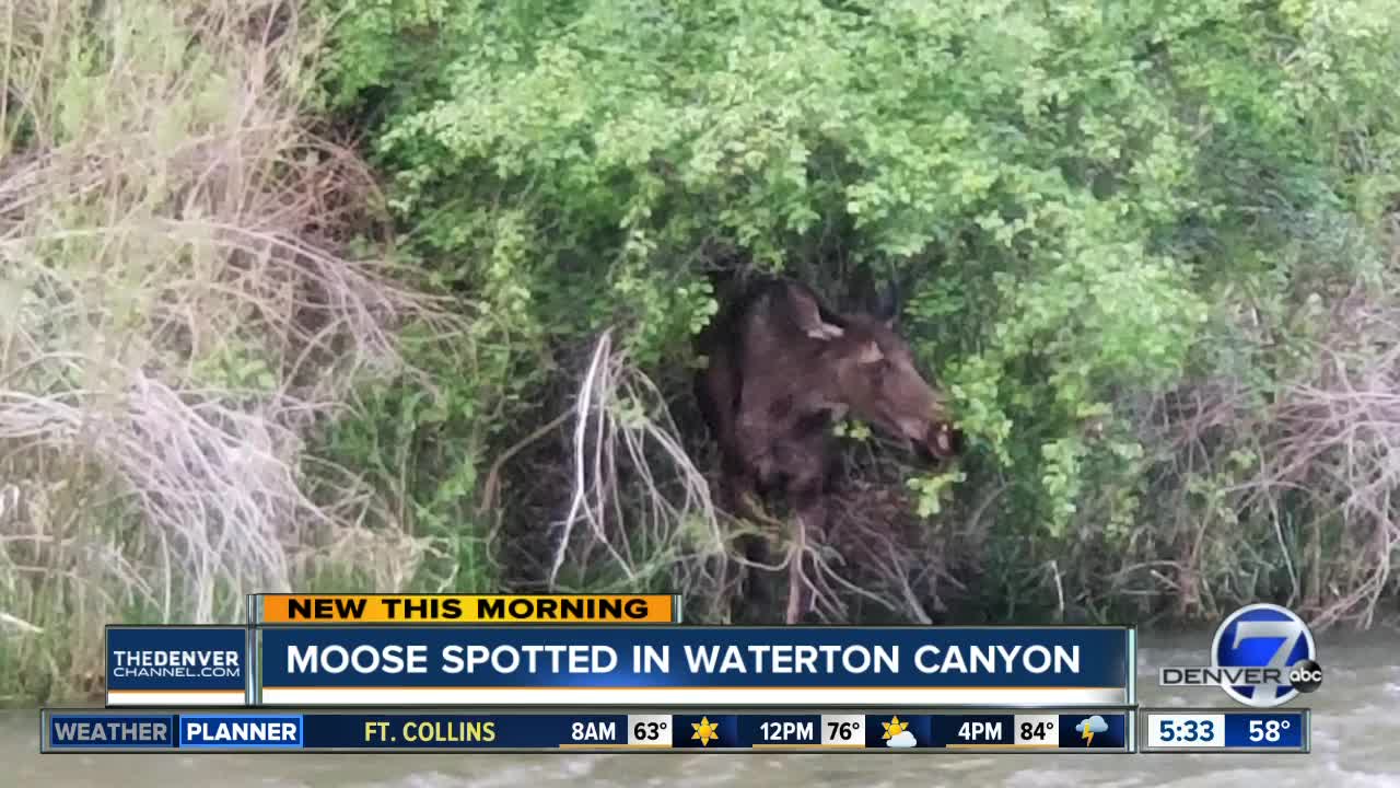 Moose spotted in Waterton Canyon