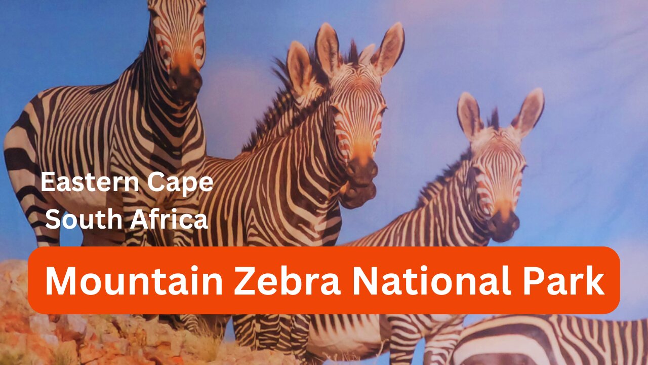 Our visit to Mountain Zebra National Park | South Africa.