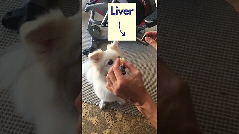 Adorable dog learns to smell food! #shorts #dogtraining #cutedog