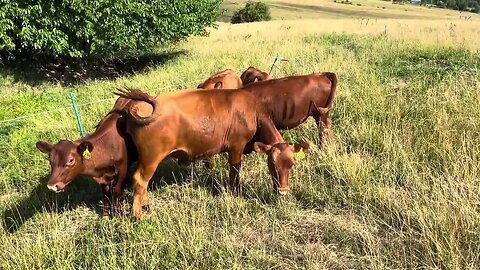 3/4 blood South Poll heifers born September 2022, 5 head.