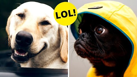 Funny Dog Videos 2021 🤣 Laugh At These Cute Puppies 🤣
