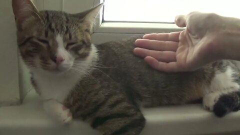 Cute Kitten Allows Me to Grab His Paw