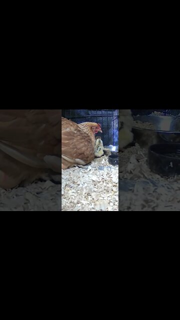 The secret lives of baby chicks