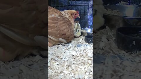 The secret lives of baby chicks