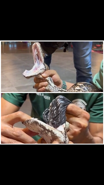 Word RECORD BURMESE PYTHON!🐍😳😳😳Please Follow Me for More