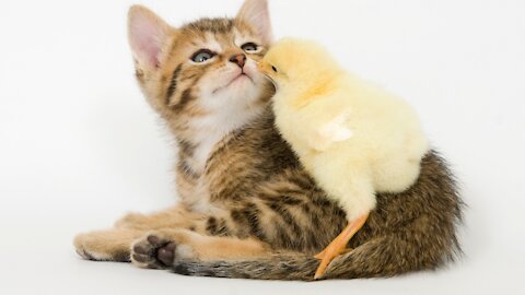 Playful Cats Are Just Too Cute and Funny