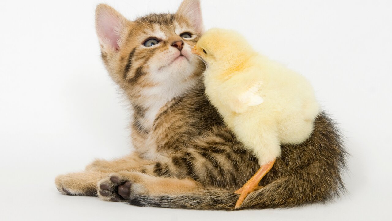 Playful Cats Are Just Too Cute and Funny