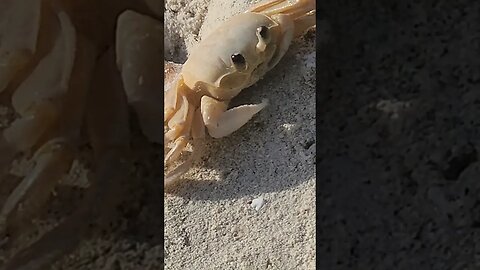 #crab refuses to #crabrave