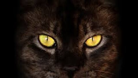 Cat cat funny