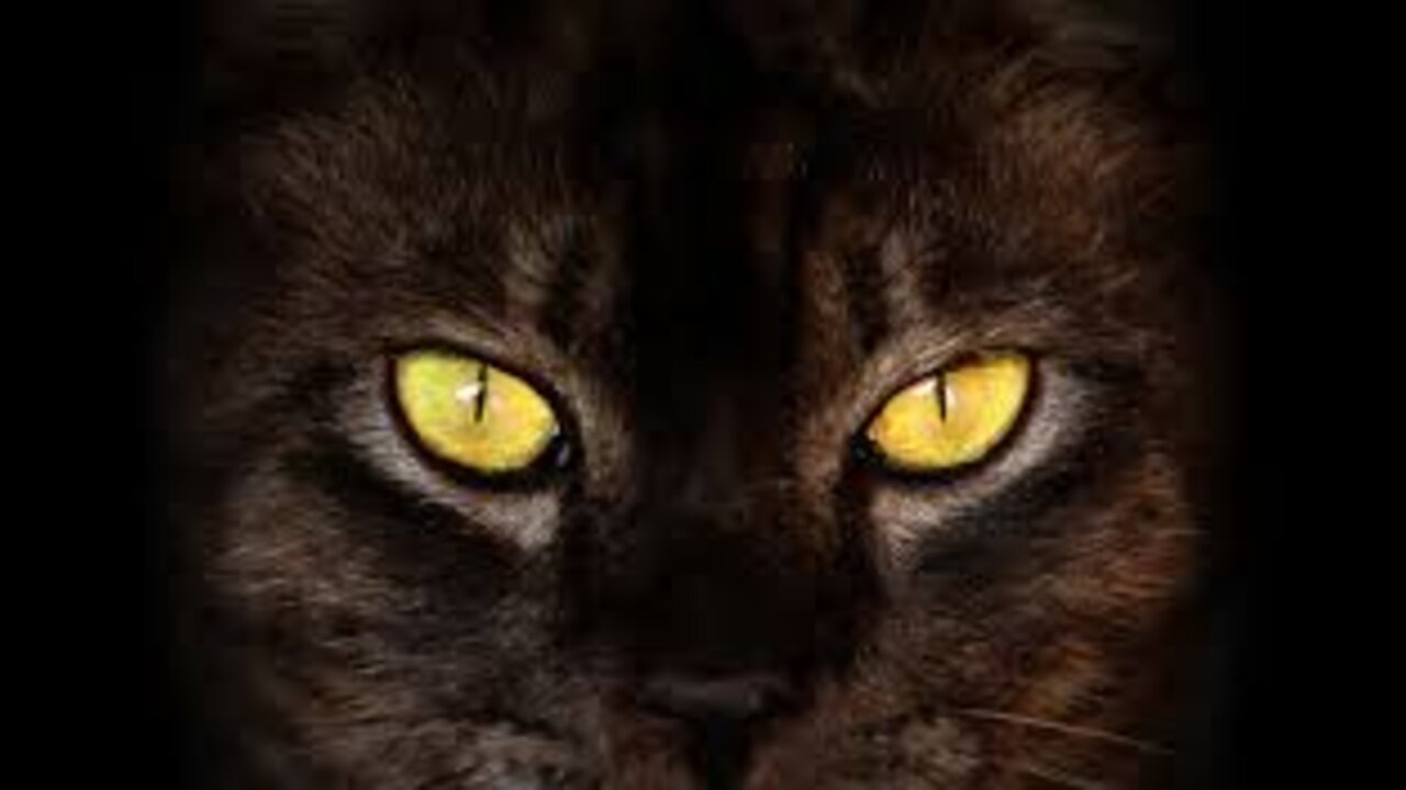 Cat cat funny