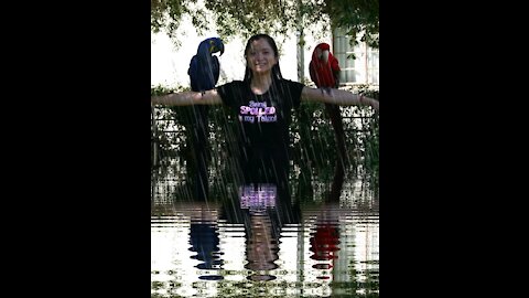 Magnificent Parrots