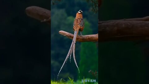 african wildlife||wildlife documentary||russia ukraine news