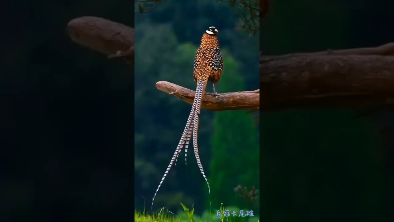 african wildlife||wildlife documentary||russia ukraine news