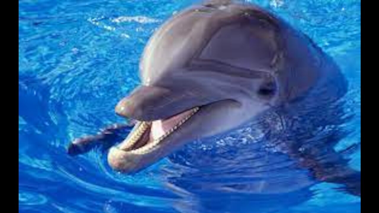 A grand show of the smartest marine animals in the land of dolphins. It's incredible. Excellent.