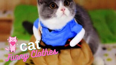 Cat Funny Clothes #1