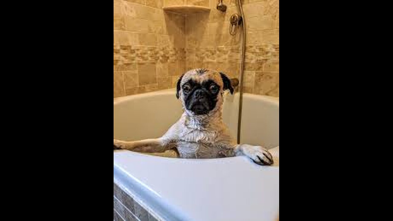 Dogs just don't want to bath- Funny dog bathing compilationš¤£