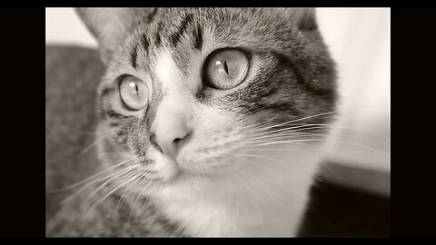 Vintage Cat Photography - Black and White Photography