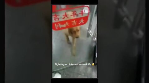 Fighting on Internet vs Real life | Dogs funny fight; calm down quick | #justforlaugh #likeandshare
