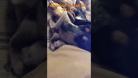 #Shorts of #Coondog sleeping. #BlueTick #Dog life #ShortsVideo.