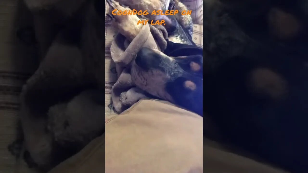 #Shorts of #Coondog sleeping. #BlueTick #Dog life #ShortsVideo.