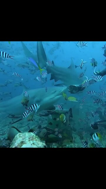 Scuba diver hand-feeds giant shark in Fiji