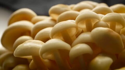 You Can Grow All These Mushrooms | Southwest Mushrooms