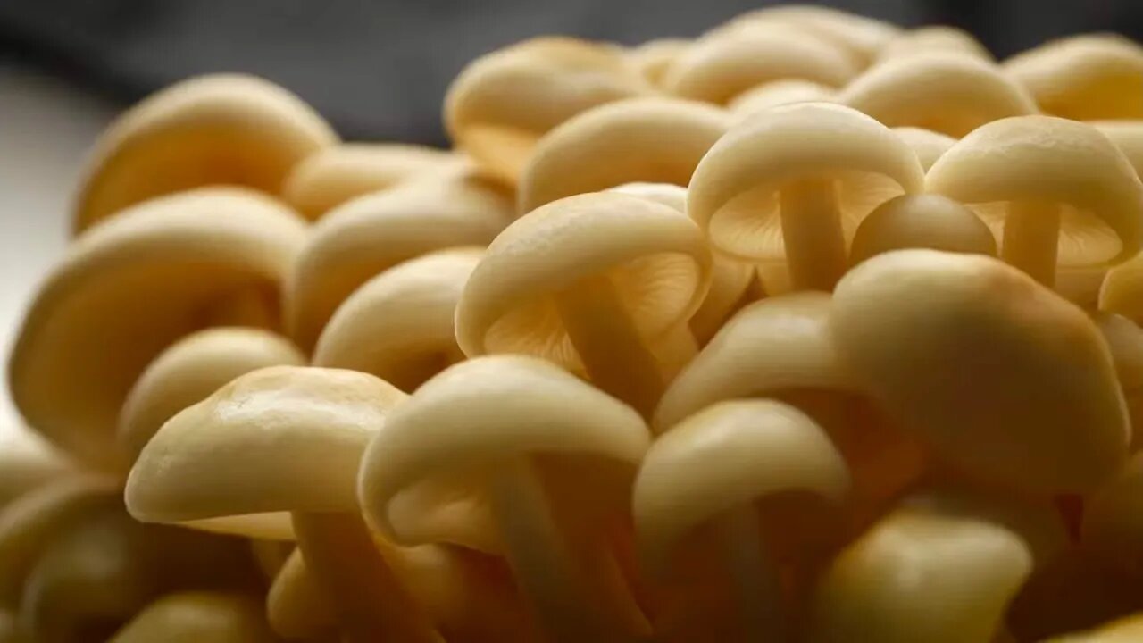 You Can Grow All These Mushrooms | Southwest Mushrooms