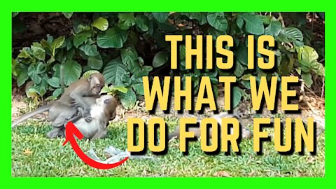 This Bunch Of Monkeys Got Into A "Fight" | Funny Monkeys