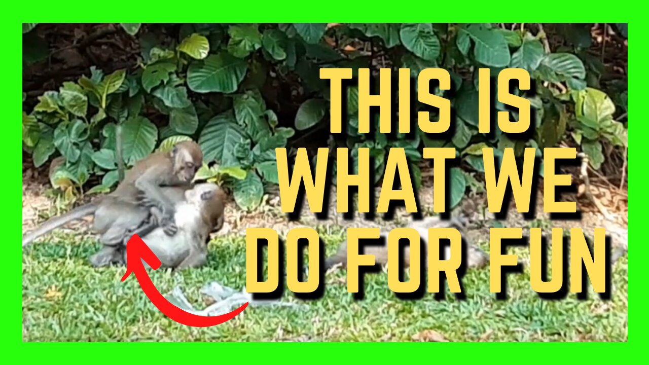 This Bunch Of Monkeys Got Into A "Fight" | Funny Monkeys