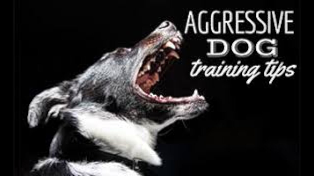 How to train your dogs to become aggressive with few simple steps !!!