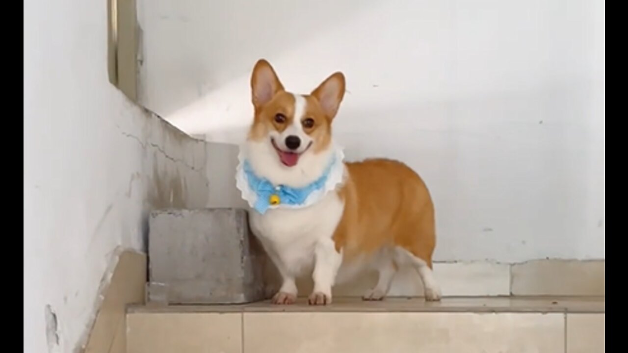 No one can say no to a cute little corgi