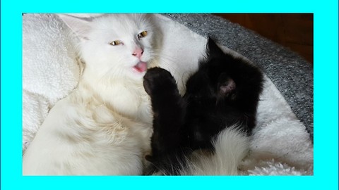 Cats share precious moment caught on camera