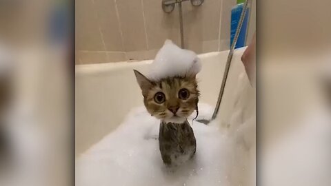 Funny Animal Moments
