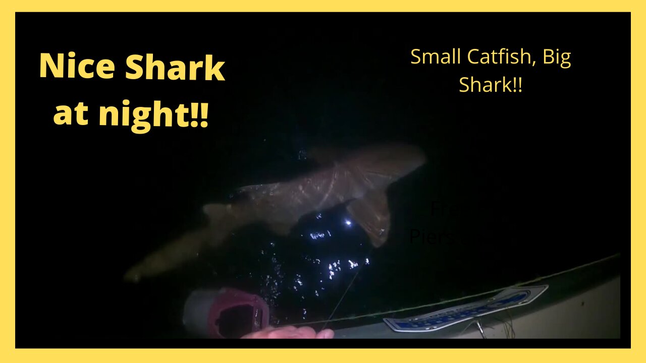 Surprise Shark Catch at Night from Dock