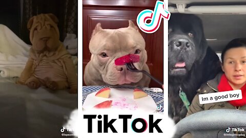 Dogs Love - Funny DOGS - Cute Puppies 2021