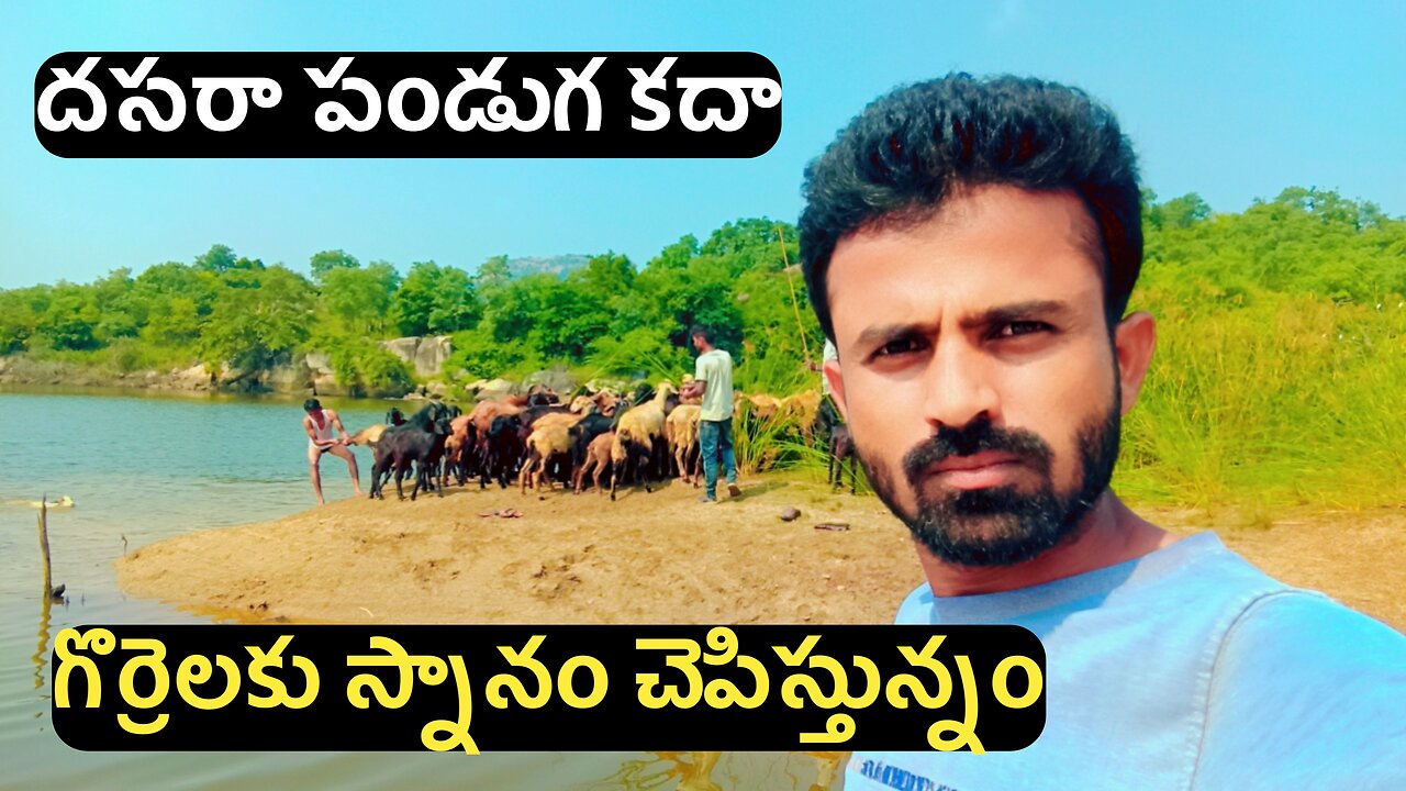 దసరా పండుగ కదా గొర్రెలకు స్నానం చేపిస్తున్నం