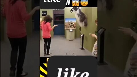 videos de risa