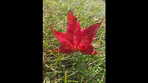 Fade Into You -Mazzy Starr