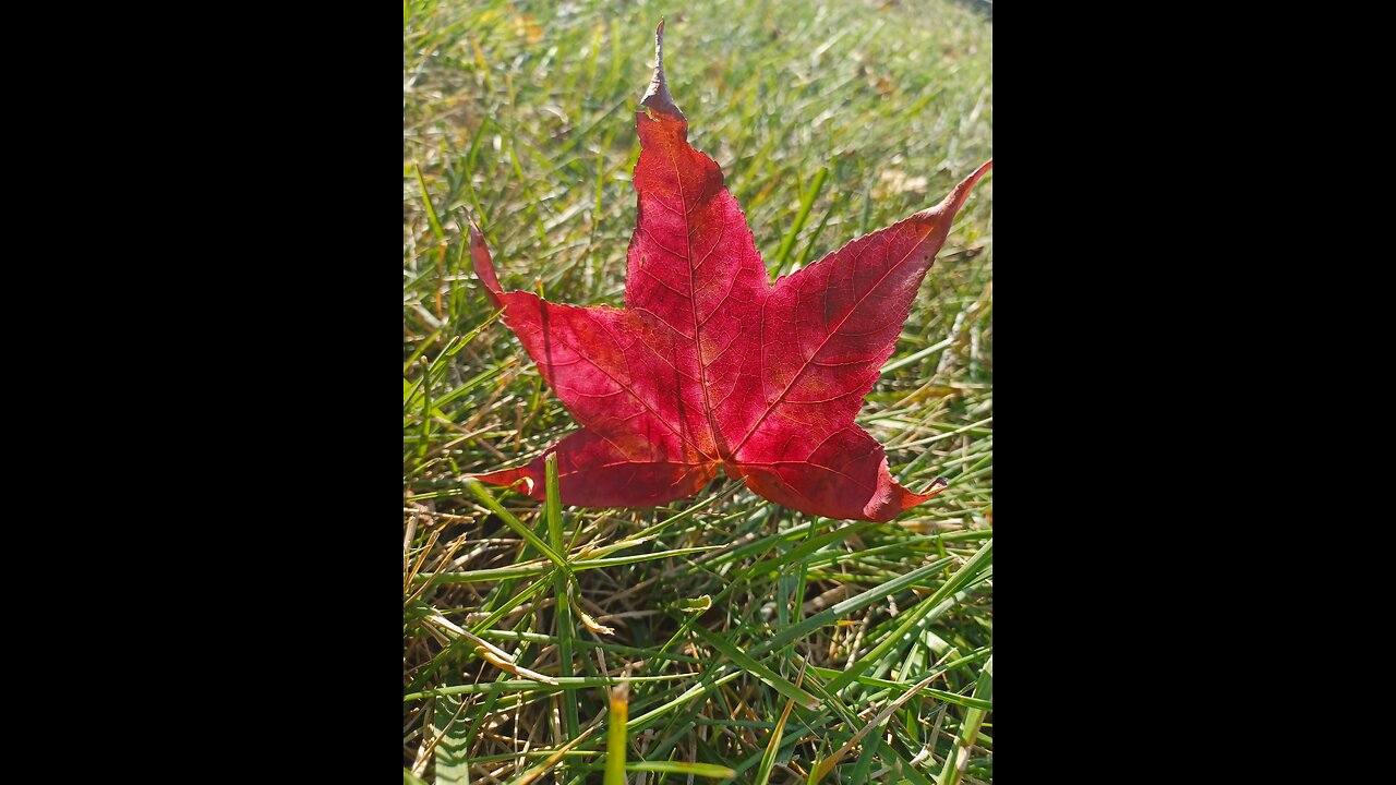 Fade Into You -Mazzy Starr