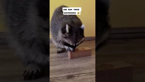 #shorts Смешные Еноты Из Тик Ток 1 Funny Tik Tok Raccoons