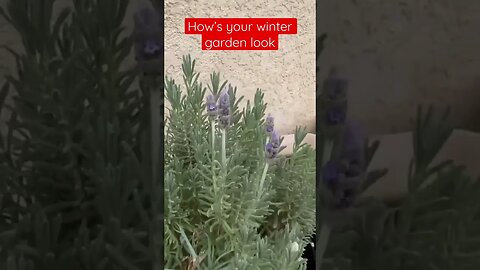How’s your winter garden looking?